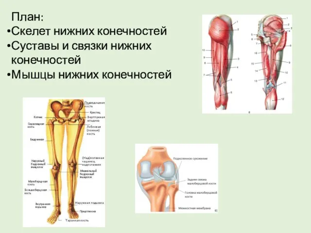 План: Скелет нижних конечностей Суставы и связки нижних конечностей Мышцы нижних конечностей