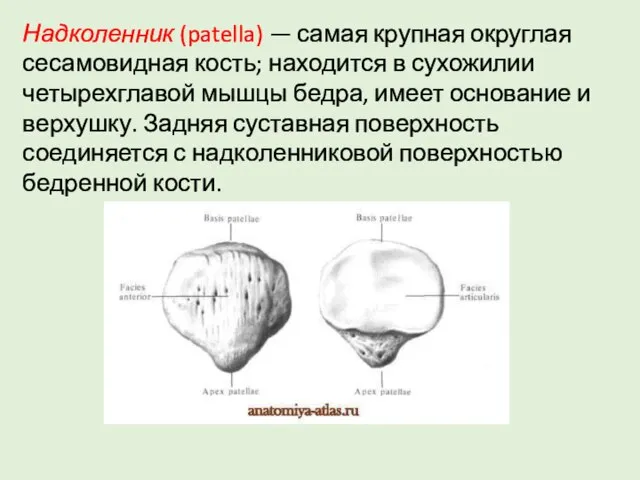 Надколенник (patella) — самая крупная округлая сесамовидная кость; находится в сухожилии