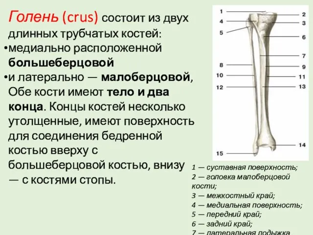 Голень (crus) состоит из двух длинных трубчатых костей: медиально расположенной большеберцовой