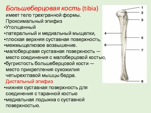 Большеберцовая кость (tibia) имеет тело трехгранной формы. Проксимальный эпифиз Утолщенный латеральный