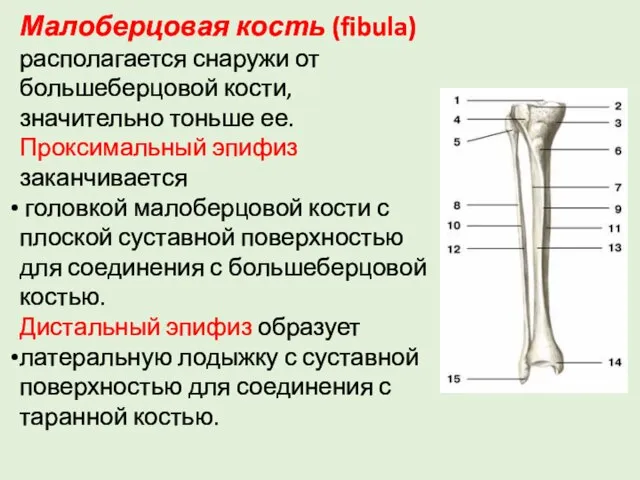 Малоберцовая кость (fibula) располагается снаружи от большеберцовой кости, значительно тоньше ее.