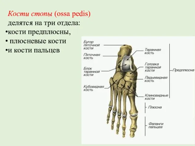 Кости стопы (ossa pedis) делятся на три отдела: кости предплюсны, плюсневые кости и кости пальцев