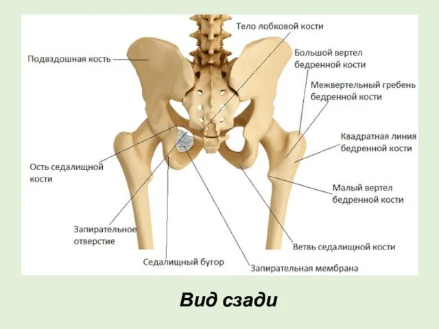 Вид сзади