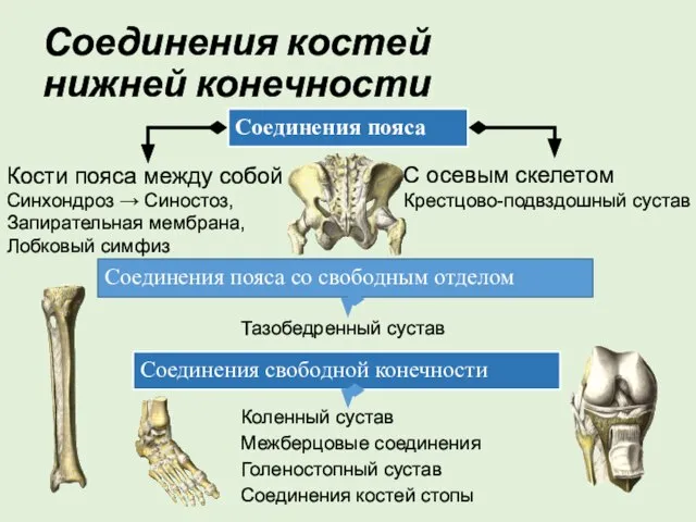 Соединения костей нижней конечности Соединения пояса Соединения свободной конечности Кости пояса