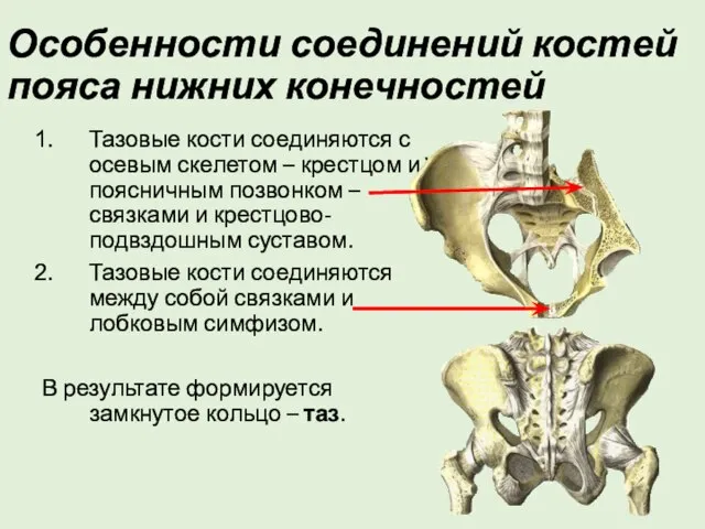 Особенности соединений костей пояса нижних конечностей Тазовые кости соединяются с осевым
