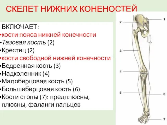 СКЕЛЕТ НИЖНИХ КОНЕНОСТЕЙ ВКЛЮЧАЕТ: кости пояса нижней конеч­ности Тазовая кость (2)