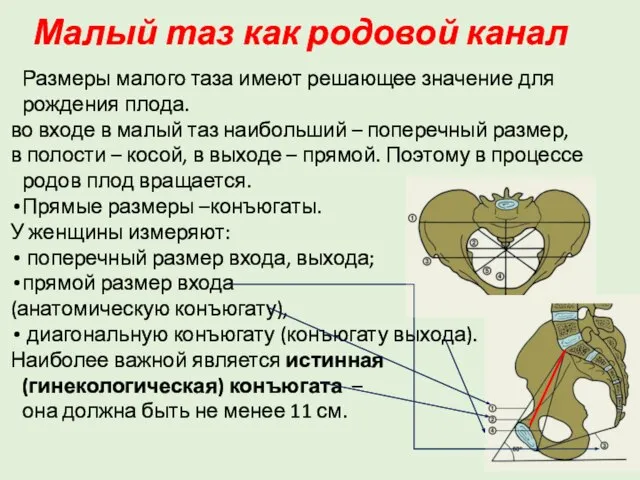 Малый таз как родовой канал Размеры малого таза имеют решающее значение