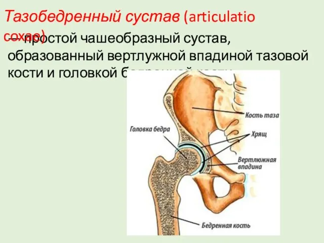 — простой чашеобразный сустав, образованный вертлужной впадиной тазовой кости и головкой