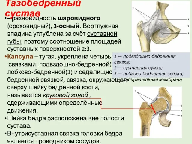 Тазобедренный сустав – разновидность шаровидного (ореховидный), 3-осный. Вертлужная впадина углублена за