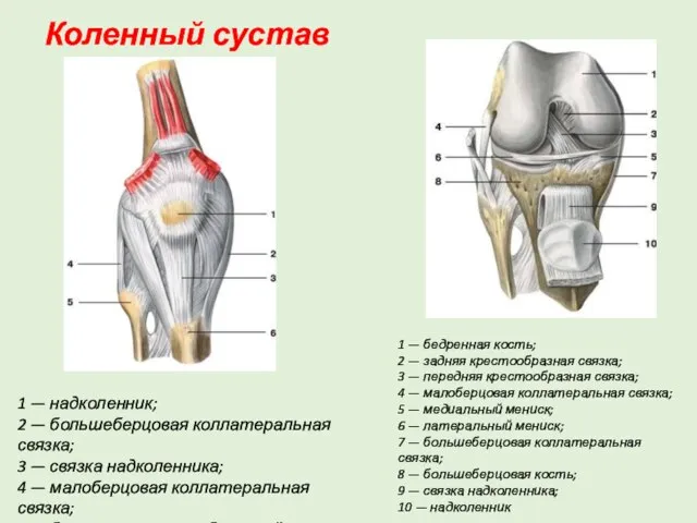 Коленный сустав 1 — надколенник; 2 — большеберцовая коллатеральная связка; 3