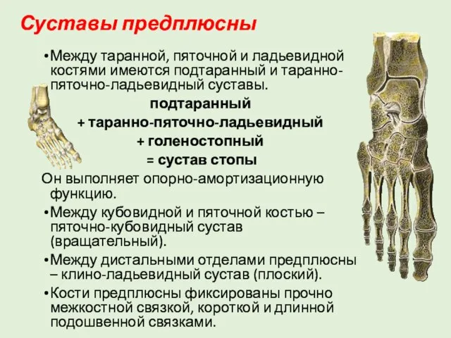 Суставы предплюсны Между таранной, пяточной и ладьевидной костями имеются подтаранный и