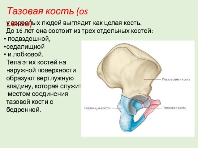 Тазовая кость (os coxae) у взрослых людей выглядит как целая кость.