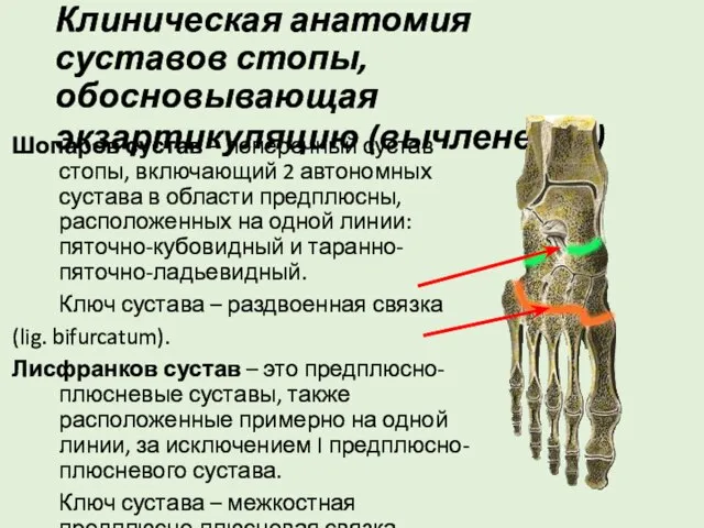 Клиническая анатомия суставов стопы, обосновывающая экзартикуляцию (вычленение) Шопаров сустав – поперечный