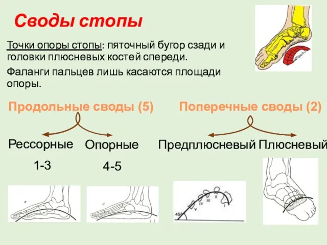 Своды стопы Точки опоры стопы: пяточный бугор сзади и головки плюсневых