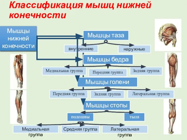 Классификация мышц нижней конечности Мышцы таза Мышцы стопы Мышцы нижней конечности