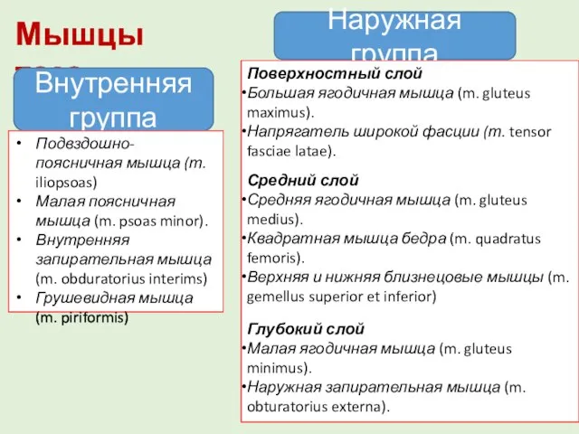 Мышцы таза Внутренняя группа Наружная группа Подвздошно-поясничная мышца (т. iliopsoas) Малая