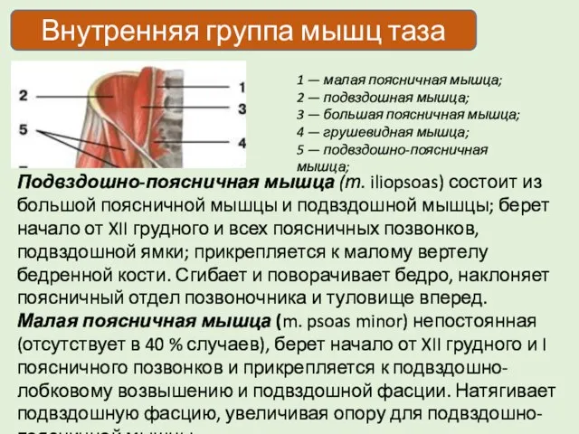 Внутренняя группа мышц таза 1 — малая поясничная мышца; 2 —