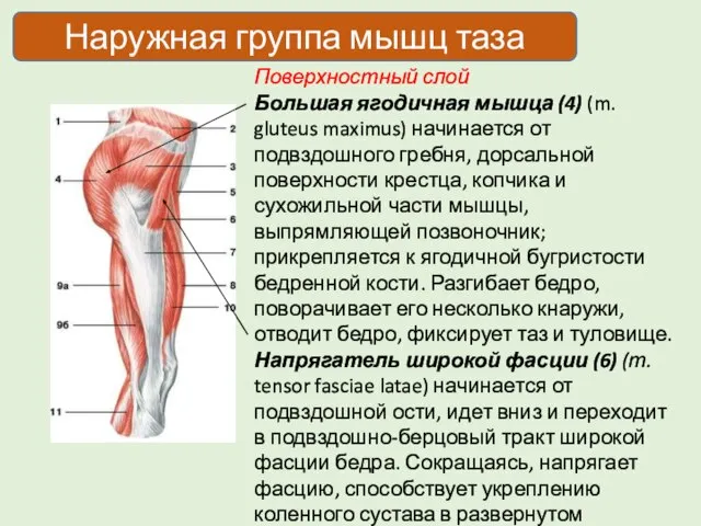 Поверхностный слой Большая ягодичная мышца (4) (m. gluteus maximus) начинается от