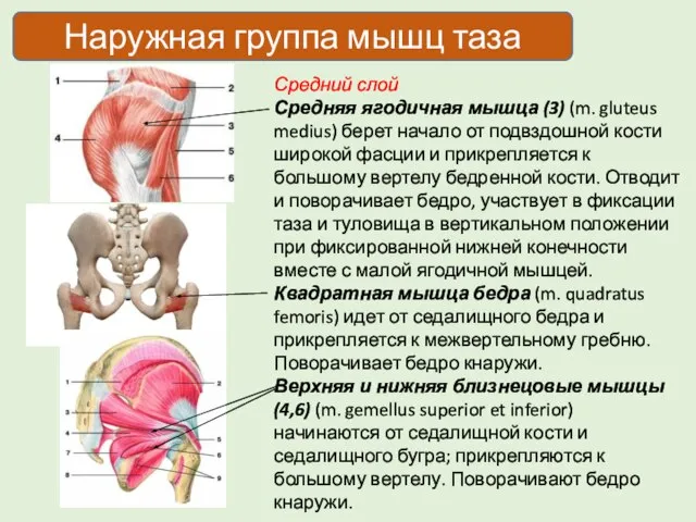 Средний слой Средняя ягодичная мышца (3) (m. gluteus medius) берет начало