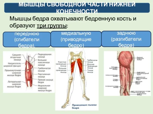 Мышцы бедра охватывают бедренную кость и образуют три группы: МЫШЦЫ СВОБОДНОЙ