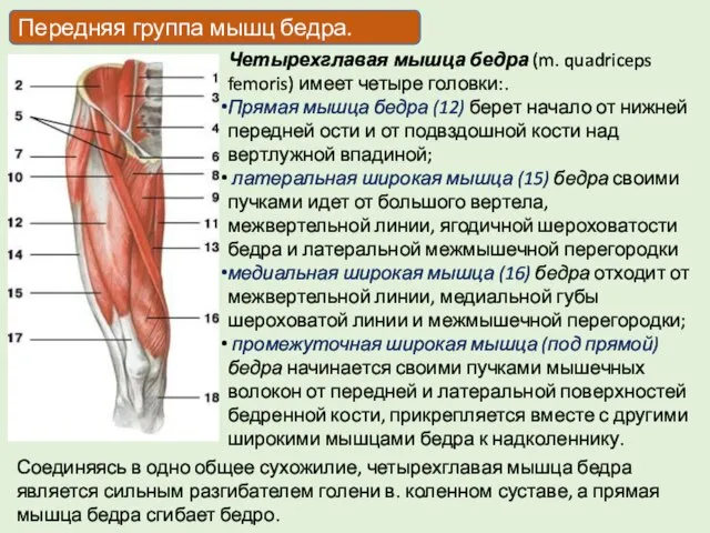 Четырехглавая мышца бедра (m. quadriceps femoris) имеет четыре головки:. Прямая мышца