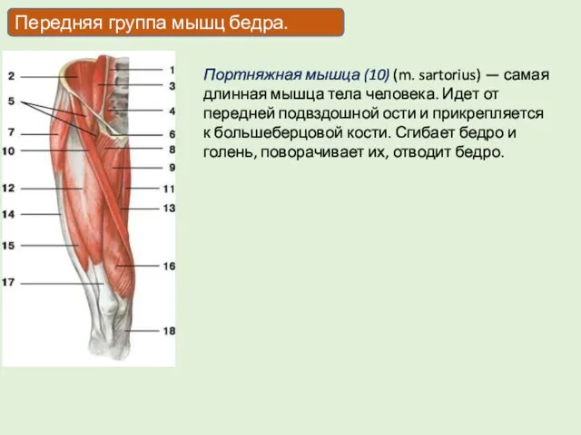 Передняя группа мышц бедра. Портняжная мышца (10) (m. sartorius) — самая