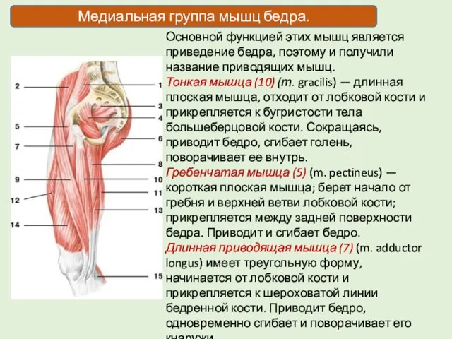 Основной функцией этих мышц является приведение бедра, поэтому и получили название