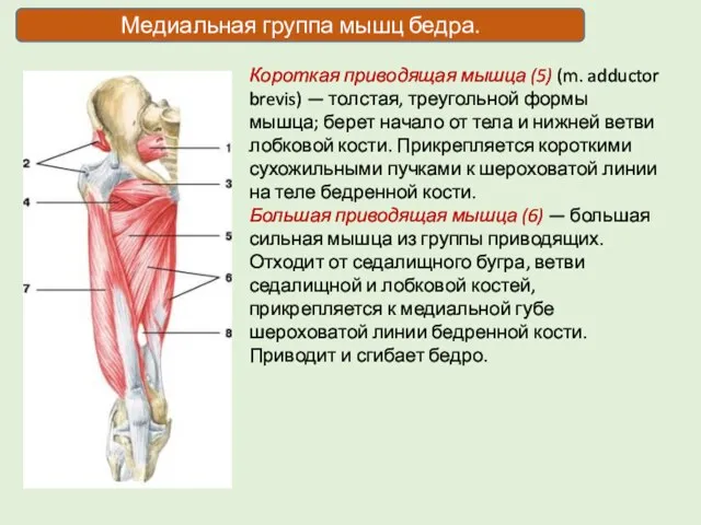 Медиальная группа мышц бедра. Короткая приводящая мышца (5) (m. adductor brevis)