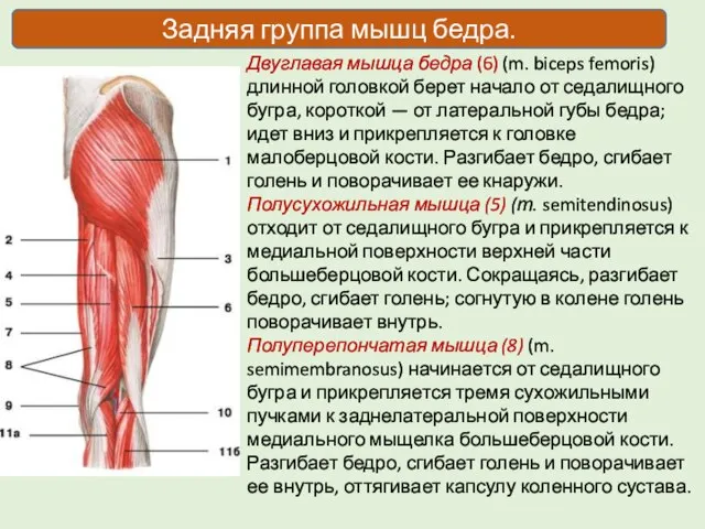 Двуглавая мышца бедра (6) (m. biceps femoris) длинной головкой берет начало