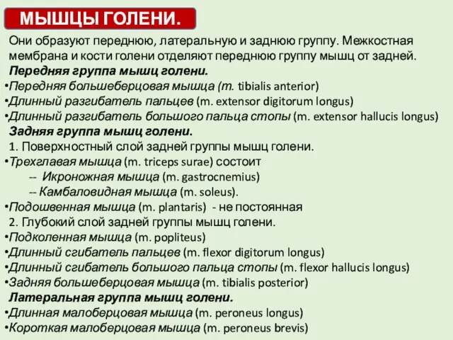 Они образуют переднюю, латеральную и заднюю группу. Межкостная мембрана и кости