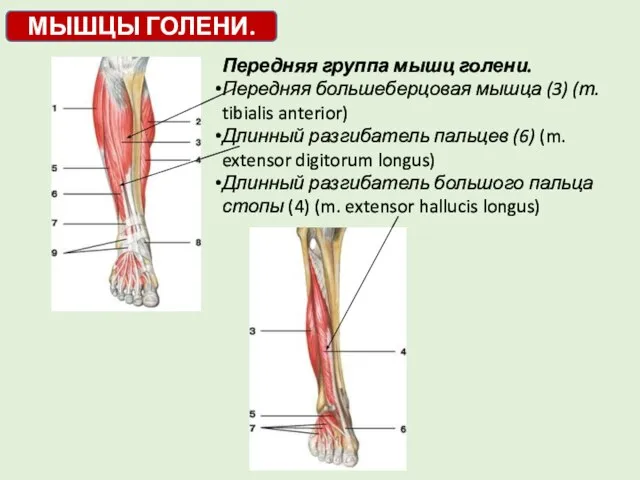 МЫШЦЫ ГОЛЕНИ. Передняя группа мышц голени. Передняя большеберцовая мышца (3) (т.