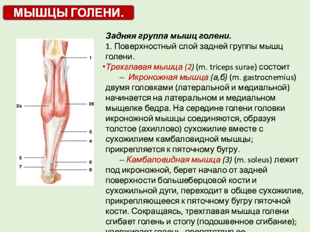 МЫШЦЫ ГОЛЕНИ. Задняя группа мышц голени. 1. Поверхностный слой задней группы