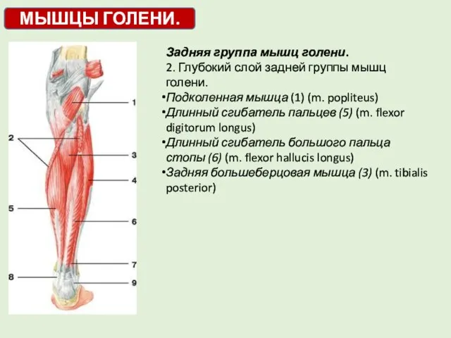 МЫШЦЫ ГОЛЕНИ. Задняя группа мышц голени. 2. Глубокий слой задней группы