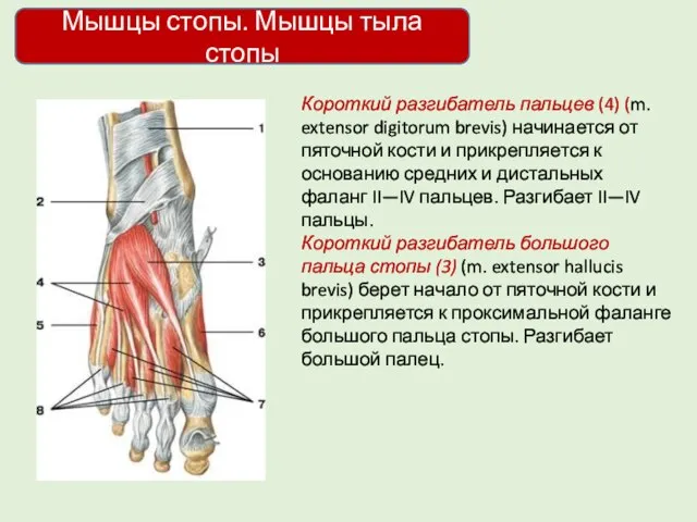 Мышцы стопы. Мышцы тыла стопы Короткий разгибатель пальцев (4) (m. extensor