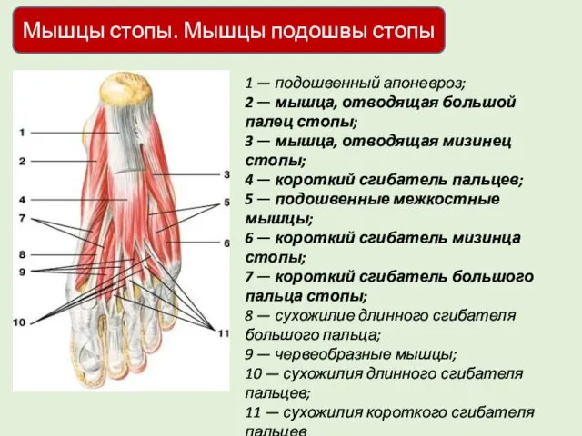 Мышцы стопы. Мышцы подошвы стопы 1 — подошвенный апоневроз; 2 —