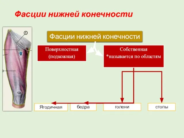 Фасции нижней конечности Поверхностная (подкожная) Собственная *называется по областям Фасции нижней конечности Ягодичная голени бедра стопы