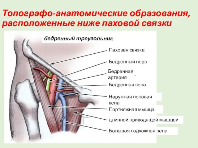 Топографо-анатомические образования, расположенные ниже паховой связки бедренный треугольник Бедренный нерв Бедренная
