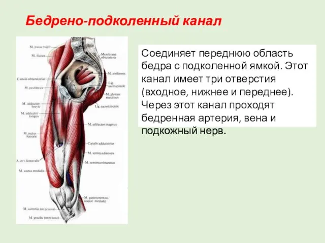 Бедрено-подколенный канал Соединяет переднюю область бедра с подколенной ямкой. Этот канал