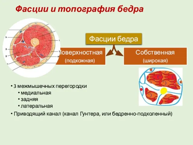 Фасции и топография бедра 3 межмышечных перегородки медиальная задняя латеральная Приводящий