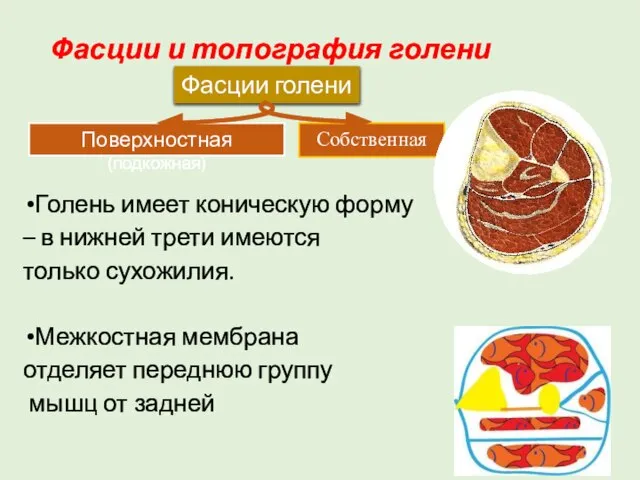 Фасции и топография голени Голень имеет коническую форму – в нижней