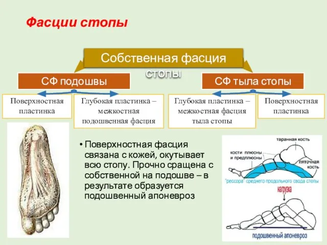 Фасции стопы Поверхностная фасция связана с кожей, окутывает всю стопу. Прочно