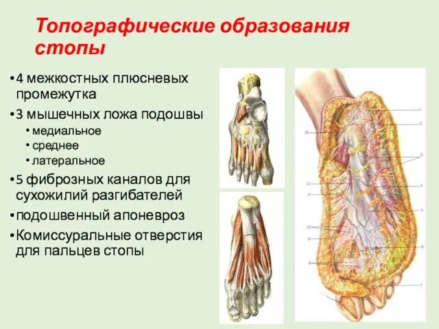 Топографические образования стопы 4 межкостных плюсневых промежутка 3 мышечных ложа подошвы