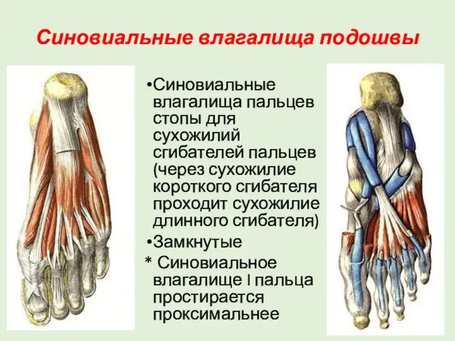 Синовиальные влагалища подошвы Синовиальные влагалища пальцев стопы для сухожилий сгибателей пальцев