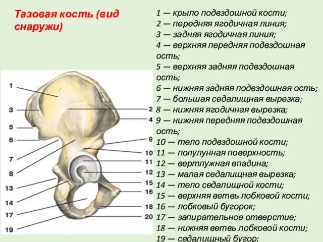 1 — крыло подвздошной кости; 2 — передняя ягодичная линия; 3