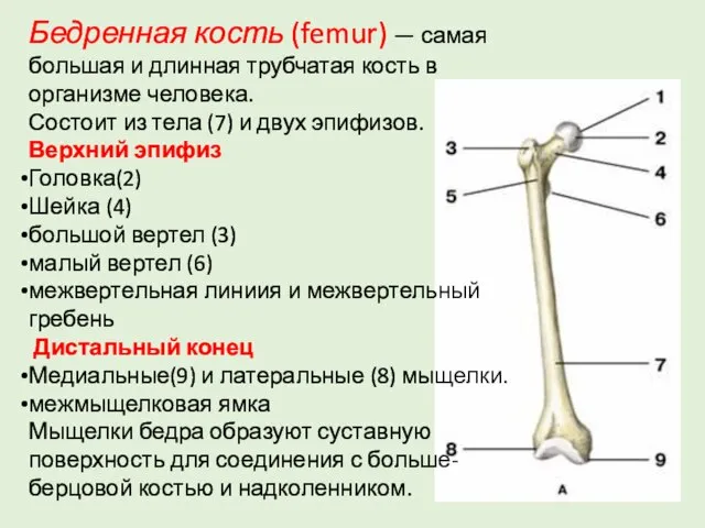 Бедренная кость (femur) — самая большая и длинная трубчатая кость в