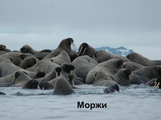 Моржи