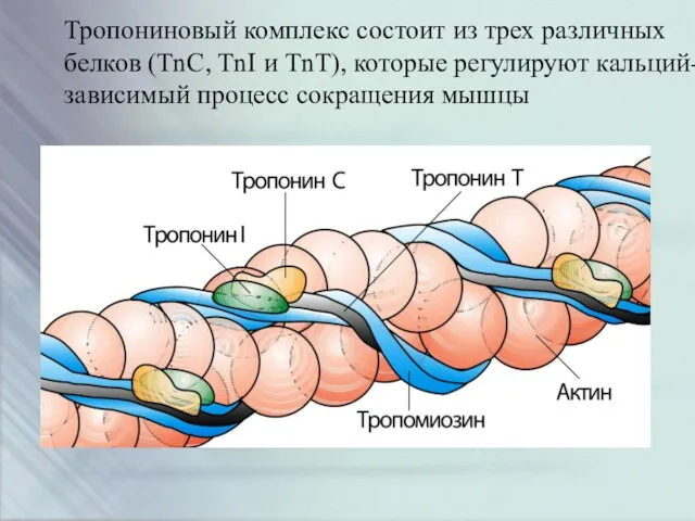 Тропониновый комплекс состоит из трех различных белков (TnC, TnI и TnT),