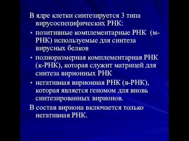 В ядре клетки синтезируется 3 типа вирусоспецифических РНК: позитивные комплементарные РНК