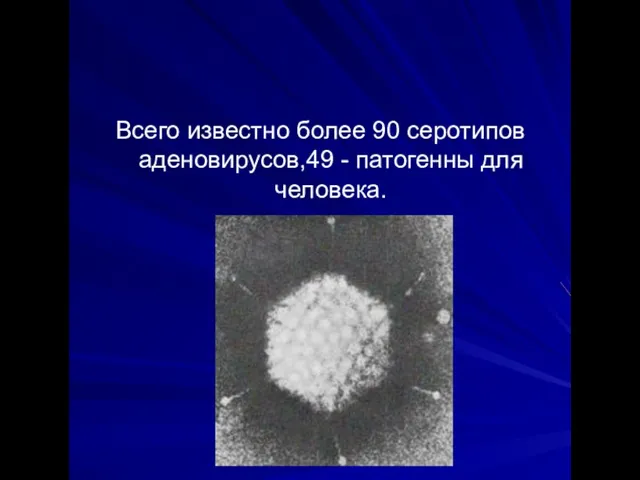 Всего известно более 90 серотипов аденовирусов,49 - патогенны для человека.