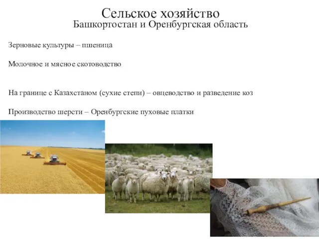 Сельское хозяйство Башкортостан и Оренбургская область Зерновые культуры – пшеница Молочное